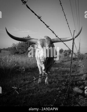 Longhorn Bull Steer and barbwire at Sunrise in Austin Texas in black and white Stock Photo