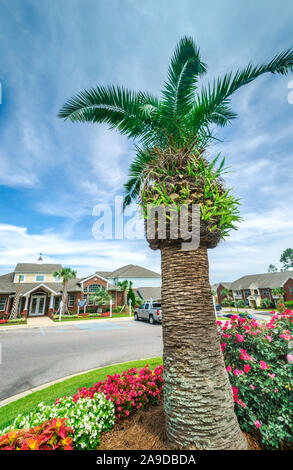 Flowering Trees Mobile Alabama : Where Was The First Mardi ...