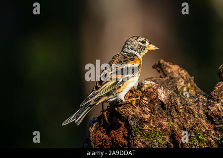 Brambling (Fringilla montifringilla) sitting on a tree trunk in the woods. Stock Photo