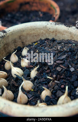 Planting bulbs of Iris 'George' (Reticulata) AGM in November Stock Photo