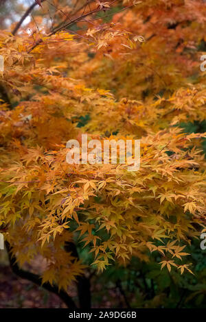 Acer palmatum 'Senkaki' syn. Acer palmatum 'Sango-kaku' AGM in early November Stock Photo