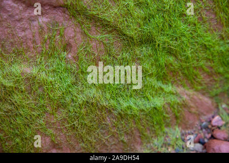 biological green algae on the side of a cliffside in canada Stock Photo