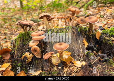 Humongous Fungus, Armillaria ostoyae Stock Photo