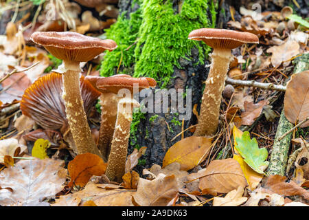 Humongous Fungus, Armillaria ostoyae Stock Photo