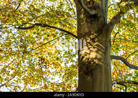 Shadow of branches and leaves on stem of a beech Stock Photo