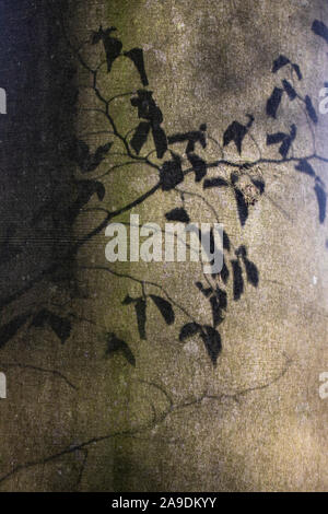 Shadow of branches and leaves on stem of a beech Stock Photo