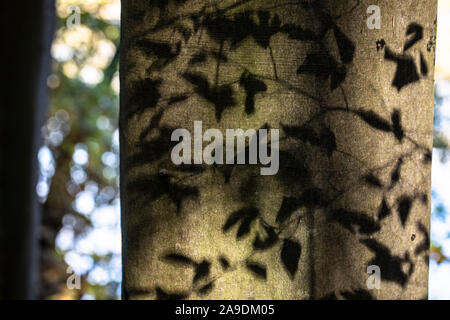 Shadow of branches and leaves on stem of a beech Stock Photo