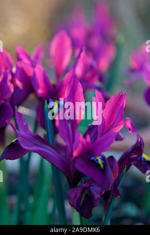 Iris 'George' (Reticulata) AGM Stock Photo