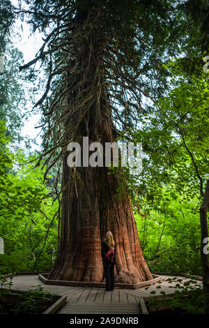 A blond woman with her back to camera looking up at a large cedar tree in the Grove of The Patriarchs in Mount Rainier National Park, Washington State Stock Photo