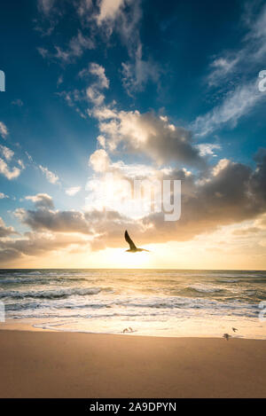 bird flying over the beach with the ocean in the background Stock Photo
