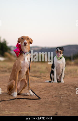 beautiful dog modeling for the camera with bow tie in outside Stock Photo