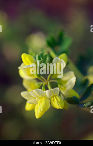 Coronilla valentina subsp. glauca 'Citrina' AGM Stock Photo
