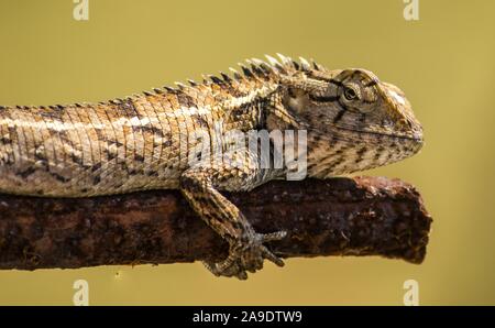 An Indian Chameleon Sitting on rusty rod Stock Photo