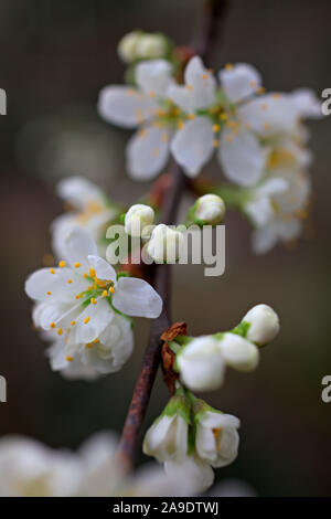 Prunus insititia 'Merryweather Damson' (C) blossom Stock Photo