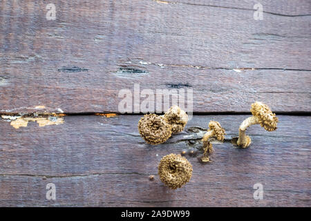 Small mushrooms are growing on wooden planks to make a table during hot and humid weather. Stock Photo