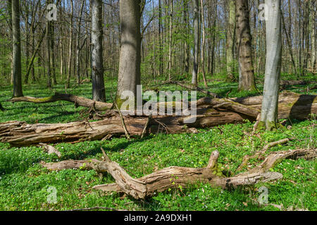 Germany, Baden-Wurttemberg, Riederich, dead wood in the protected forest district Bildhau Stock Photo