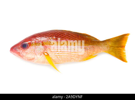 Whole Red Snapper Isolated On White Stock Photo