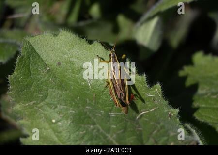 Grasshopper sitting on a dandelion leaf in the sun. Stock Photo