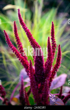 Amaranthus cruentus,purple amaranth,flowers,flower spikes,backlit,backlighting,annual,annuals,RM Floral Stock Photo