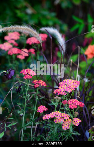 red yellow yarrow,Pennisetum setaceum Rubrum,flowers,combination,purple fountain grass,ornamental grasses,perennial,grasses,achillea red velvet Stock Photo