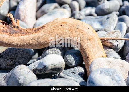 Europe, Denmark, Møn. Driftwood between flints on the shore of the chalk rocks. Stock Photo