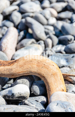 Europe, Denmark, Møn. Driftwood between flints on the shore of the chalk rocks. Stock Photo