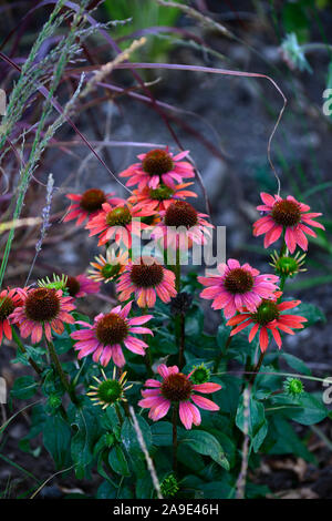 Echinacea purpurea Cheyenne Spirit,Purple coneflower,orange coral pink flowers,perennial,RM Floral Stock Photo