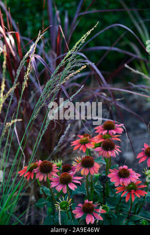 Echinacea purpurea Cheyenne Spirit,Purple coneflower,orange coral pink flowers,perennial,RM Floral Stock Photo