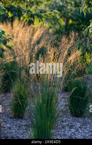 Calamagrostis × acutiflora Karl Foerster,feather reed-grass Karl Foerster,ornamental grasses,grass,evening light,backlit,backlighting,glow,gardens,gar Stock Photo