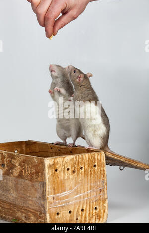 Two rats standing on a wooden box Stock Photo