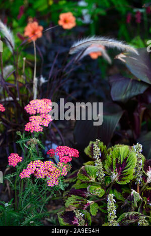 red yellow yarrow,Pennisetum setaceum Rubrum,flowers,combination,purple fountain grass,ornamental grasses,perennial,grasses,achillea red velvet Stock Photo