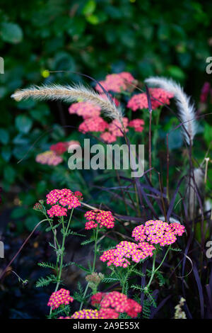 red yellow yarrow,Pennisetum setaceum Rubrum,flowers,combination,purple fountain grass,ornamental grasses,perennial,grasses,achillea red velvet Stock Photo