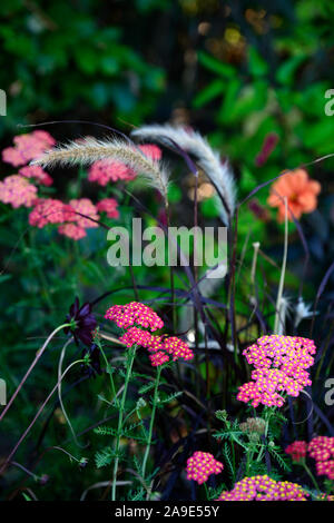 red yellow yarrow,Pennisetum setaceum Rubrum,flowers,combination,purple fountain grass,ornamental grasses,perennial,grasses,achillea red velvet Stock Photo