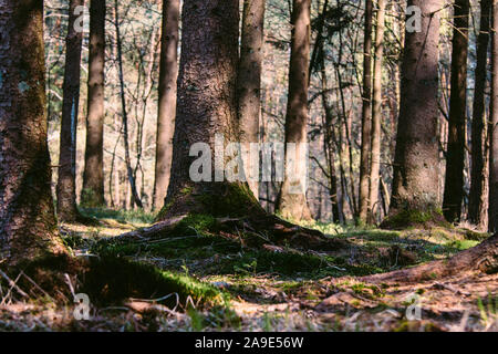 Walking in the Furlbach valley in Augustdorf, a walk on the 1st of May, Stock Photo