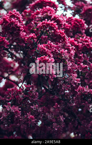 Full blossoming apple-tree, Japanese crab of the sort malus royalty Stock Photo