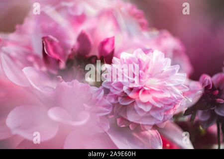 Blossoming dahlias in the north park in Bielefeld, Stock Photo