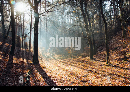 Hike in the Furlbach valley in Augustdorf with the beaming autumn sun, Stock Photo