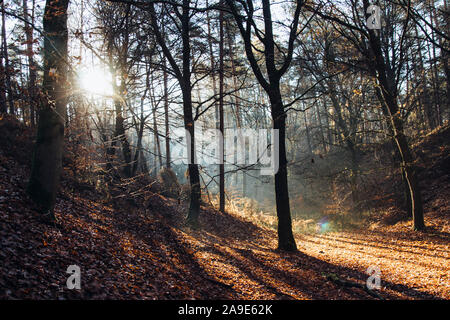 Hike in the Furlbach valley in Augustdorf with the beaming autumn sun, Stock Photo
