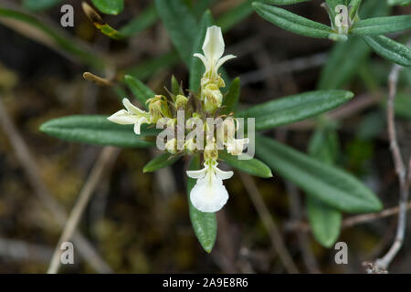Teucrium montanum,Berg-Gamander,Alpine Pennyroyal,Mountain Germander Stock Photo