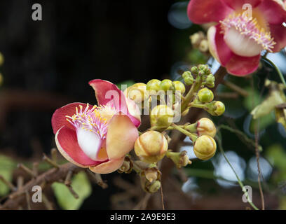 Blossoms of the shala tree, Shorea robusta, Ubon Ratchathani, Isaan, Thailand Stock Photo