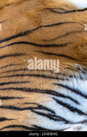 Tiger, the texture of the skin, closeup Stock Photo