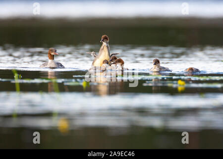 Goosander, Mergus merganser, several young animals swimming Stock Photo