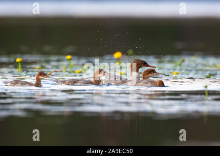 Goosander, Mergus merganser, several young animals swimming, with mother Stock Photo