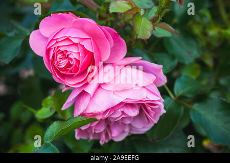Two pink roses, macro photo of garden flowers with soft selective focus Stock Photo