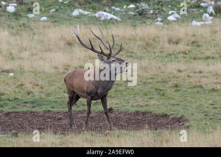 Red deer male in rutting season, Alps mountains Stock Photo