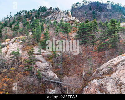 travel to South Korea - pine trees on old rocks in Seoraksan National Park in South Korea in autumn Stock Photo