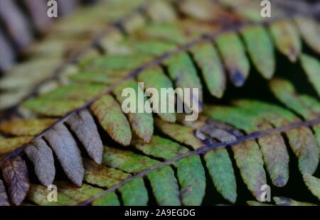 Close-up of fern leaves in autumn colors against a black background Stock Photo