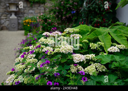 geranium ann folkard,hydrangea,purple,white,flowers,flowering,mixed,mix,planting combination,RM Floral Stock Photo