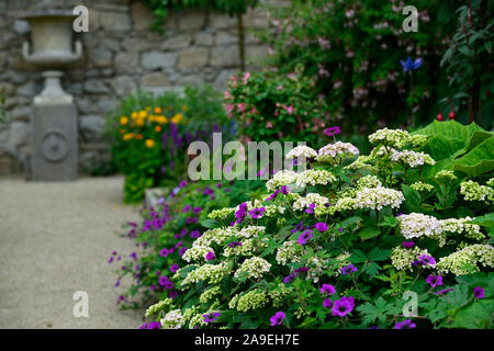 geranium ann folkard,hydrangea,purple,white,flowers,flowering,mixed,mix,planting combination,RM Floral Stock Photo