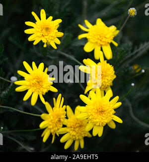 RM Floral,shrubs,shrub,flowering,yellow flowers,African Bush Daisy,Euryops chrysanthemoides Stock Photo